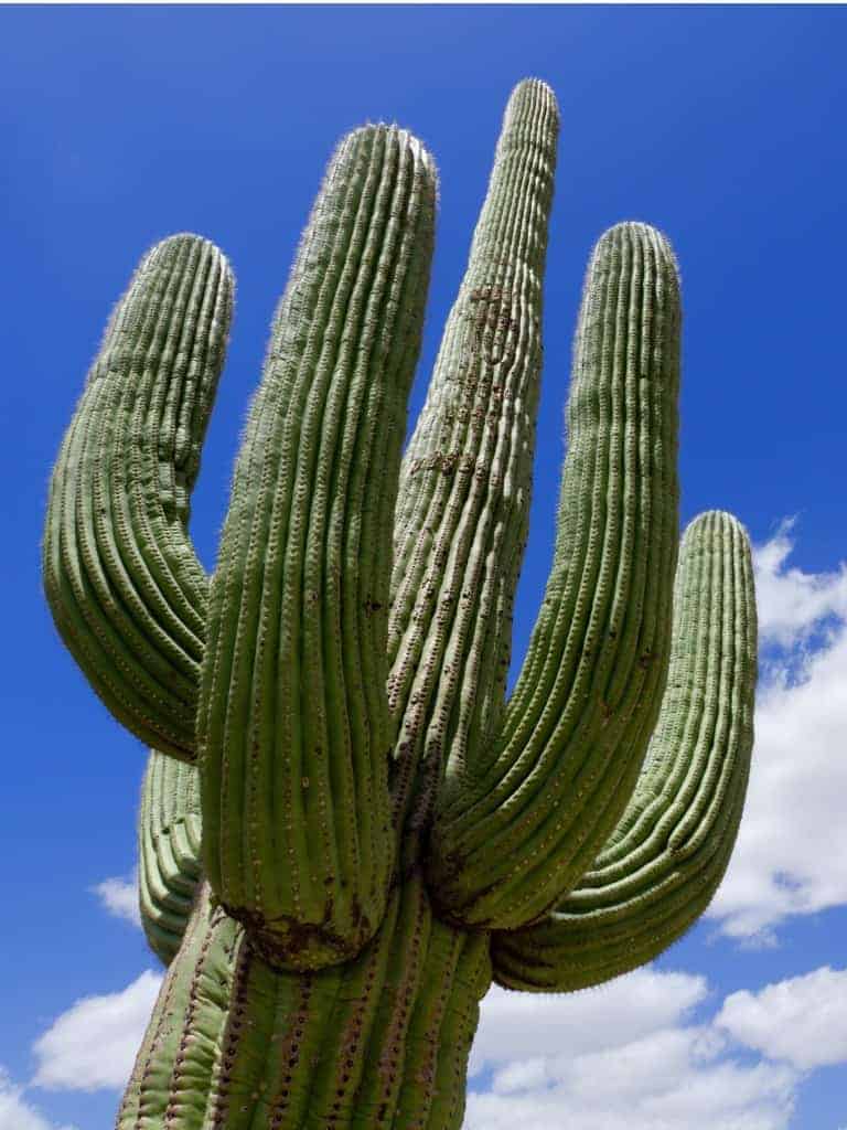 Read more about the article Hugging the Cactus | The First Step Exercise